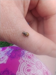 Coccinella