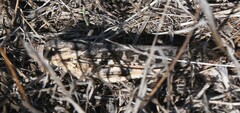 Locusta migratoria