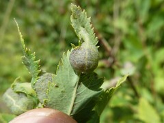 Dasineura salicifoliae