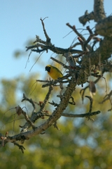 Ploceus velatus