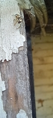 Salticus scenicus