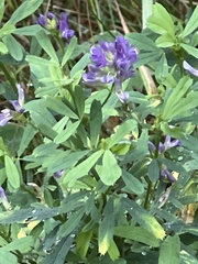 Medicago