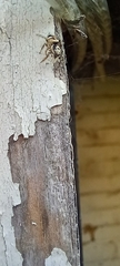 Salticus scenicus