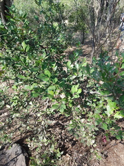 Acokanthera oppositifolia