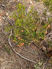 Dodonaea hexandra