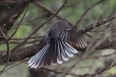 Rhipidura albiscapa