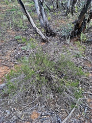 Olearia muelleri