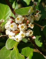 Acokanthera oppositifolia