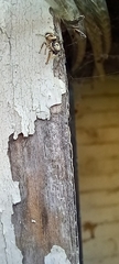 Salticus scenicus