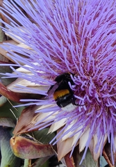 Bombus terrestris