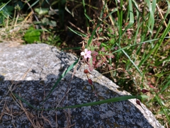 Geranium robertianum