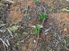 Pterostylis plumosa