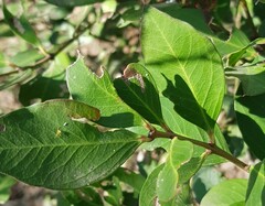 Acokanthera oppositifolia