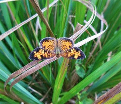 Phyciodes