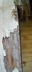 Salticus scenicus