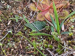 Eriochilus collinus sericeus