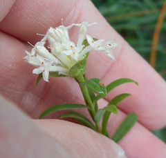 Pimelea