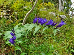 Gentiana asclepiadea