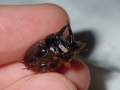 Onthophagus ferox