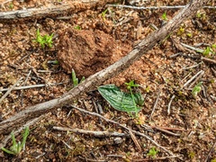 Eriochilus collinus sericeus