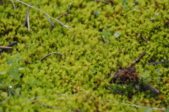 Triquetrella papillata