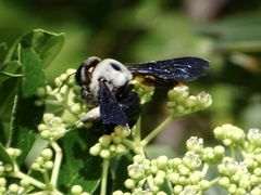 Xylocopa phalothorax