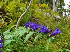Gentiana asclepiadea