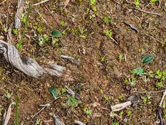 Eriochilus collinus sericeus
