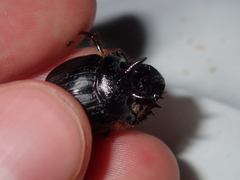 Onthophagus ferox