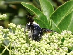 Xylocopa phalothorax