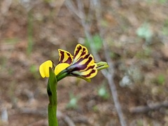 Diuris palustris