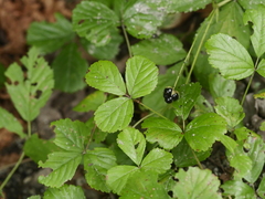 Rubus hispidus