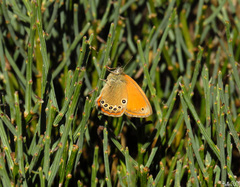 Coenonympha glycerion