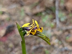 Diuris palustris