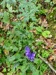 Aconitum variegatum