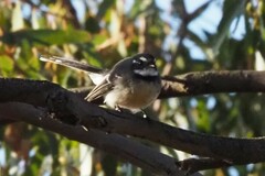Rhipidura albiscapa