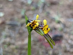 Diuris palustris