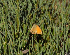 Coenonympha glycerion