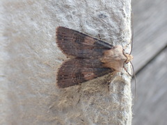Agrotis puta