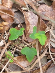 Cnidoscolus stimulosus