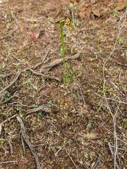 Diuris palustris