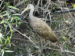 Aramus guarauna