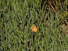 Coenonympha glycerion
