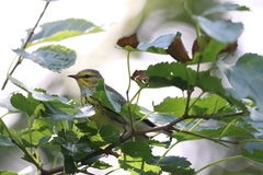 Setophaga tigrina