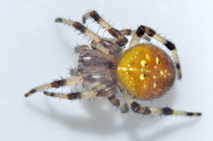 Araneus trifolium