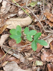 Cnidoscolus stimulosus