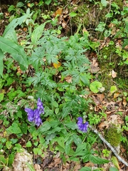 Aconitum variegatum