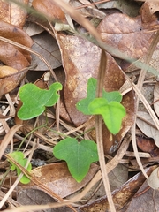 Cnidoscolus stimulosus