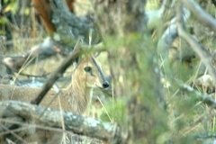 Sylvicapra grimmia caffra