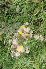 Cichorieae